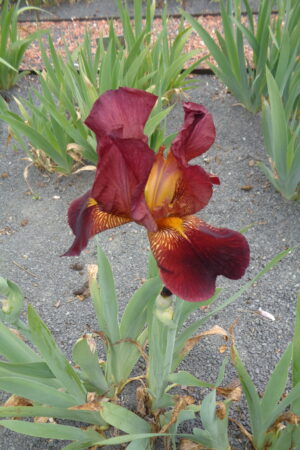 Iris germanica mix - Obrázek 9