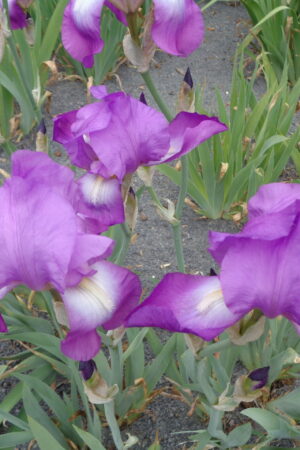 Iris germanica mix