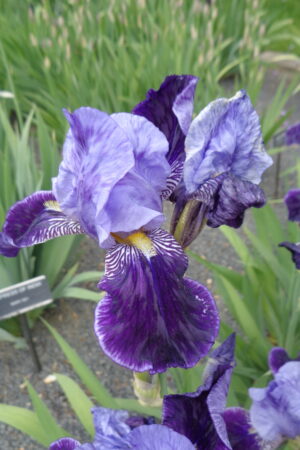 Iris germanica mix - Obrázek 2