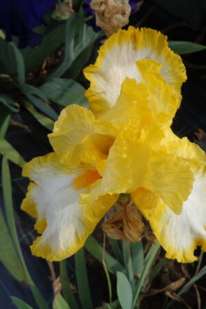 Iris germanica mix - Obrázek 7