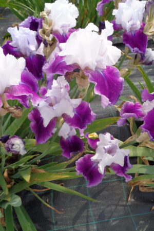 Iris germanica mix - Obrázek 5