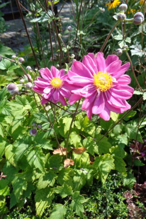 Anemone hupehensis var. japonica ´Bressingham Glow´