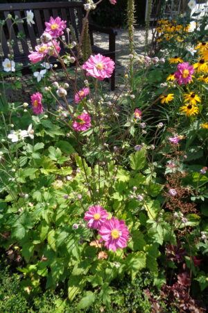 Anemone hupehensis var. japonica ´Bressingham Glow´ - Obrázek 2