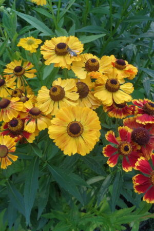 Helenium autumnale ´Red & Gold´