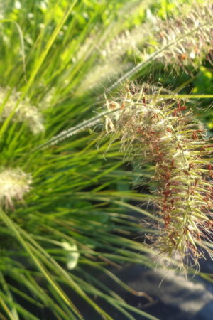 Pennisetum alopecuroides 'Hameln'