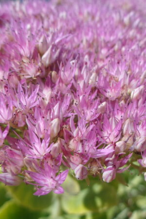 Sedum spectabile