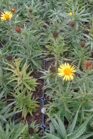 Inula ensifolia ´Golden Yellow´ - Obrázek 2