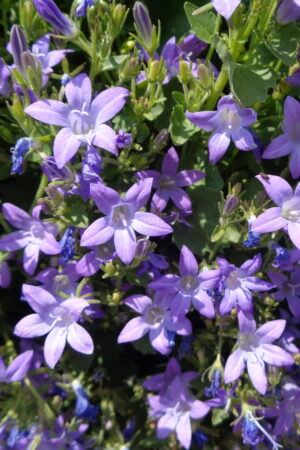 Campanula portenschlagiana