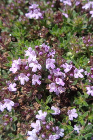 Thymus serpyllum ´Coccineus´