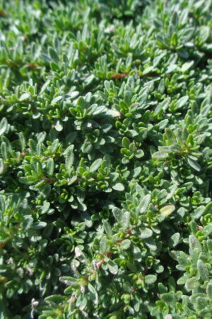 Thymus serpyllum ´Coccineus´ - Obrázek 2
