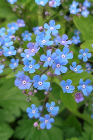 Brunnera macrophylla