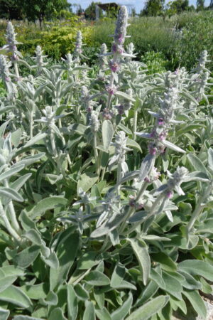 Stachys byzantina