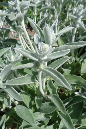 Stachys byzantina - Obrázek 3