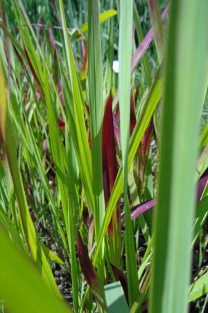 Imperata 'Red Baron' - Obrázek 3