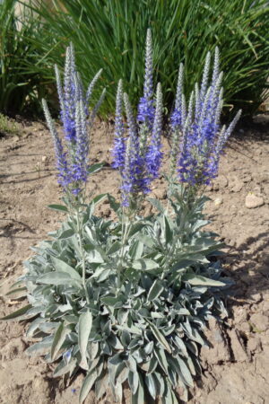Veronica spicata ssp. Incana