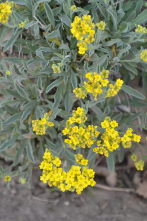 Aurinia saxatilis ´Gold Dust´ - Obrázek 4