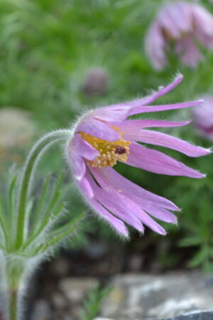 Pulsatilla vulgaris violet