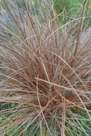 Carex flagellifera Bronzita - Obrázek 2