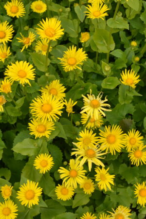 Doronicum orientale ´Magnificum´