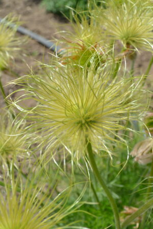 Pulsatilla vulgaris violet - Obrázek 2
