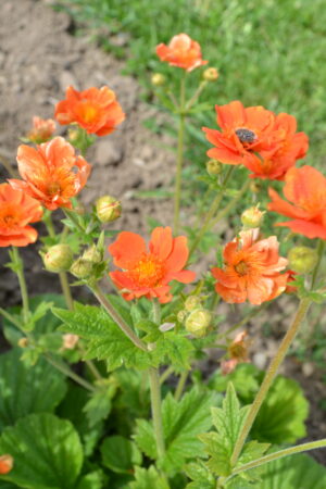 Geum coccineum ´Feuermeer´ - Obrázek 4