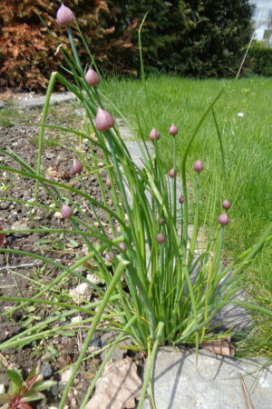 Pažitka - Obrázek 1