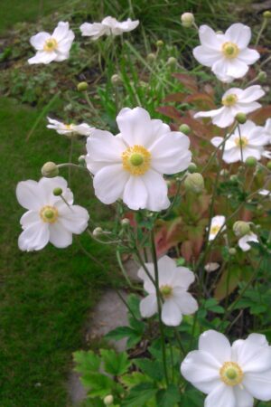 Anemone hybrida ´Whirlwind´