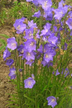 Campanula persicifolia - Obrázek 2