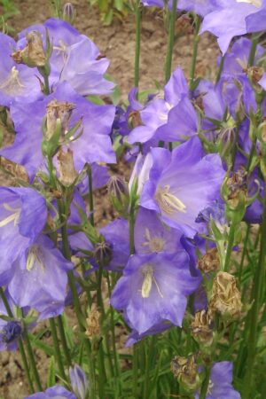 Campanula persicifolia