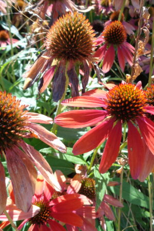 Echinacea Hot Summer - Obrázek 3