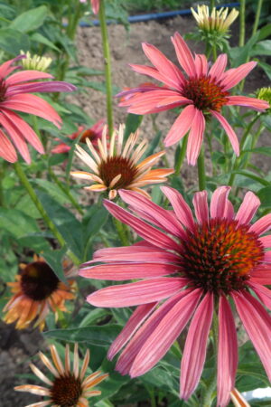 Echinacea Hot Summer - Obrázek 2