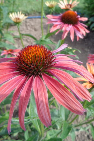 Echinacea Hot Summer - Obrázek 1