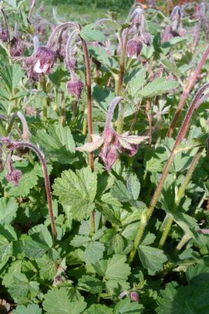 Geum rivale - Obrázek 2