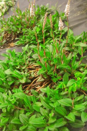 Persicaria affinis - Obrázek 4