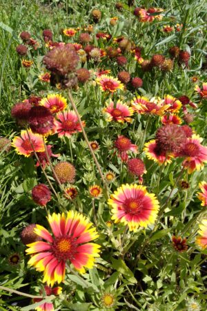 Gaillardia aristata ´Goblin´ - Obrázek 2