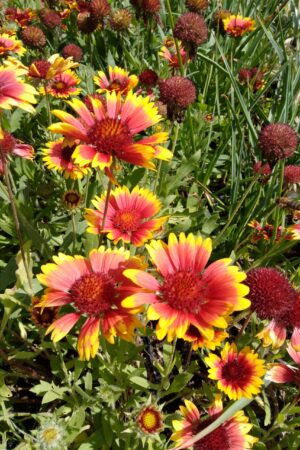 Gaillardia aristata ´Goblin´