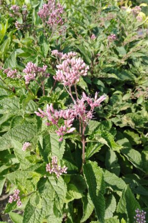 Eupatorium maculatum ´Atropurpureum´