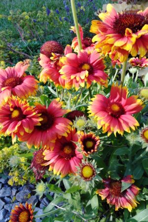 Gaillardia aristata ´Goblin´ - Obrázek 3