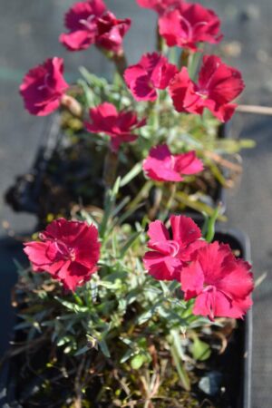 Dianthus gratianopolitanus ´Rubín´