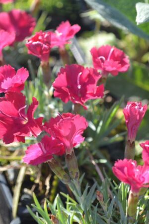 Dianthus gratianopolitanus ´Rubín´ - Obrázek 3