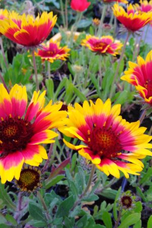 Gaillardia aristata ´Goblin´ - Obrázek 4