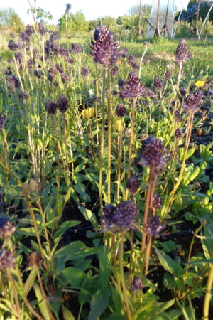 Phyteuma nigrum - Obrázek 2