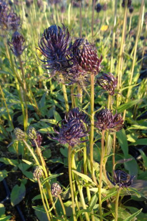 Phyteuma nigrum - Obrázek 4