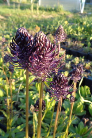 Phyteuma nigrum - Obrázek 1