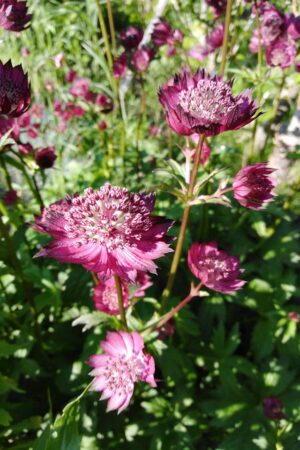 Astrantia major Cally - Obrázek 1