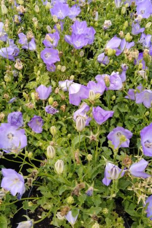 Campanula carpatica ´Blue´