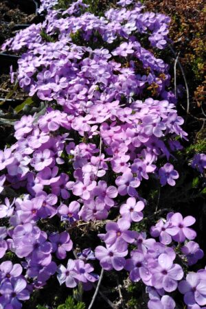 Phlox subulata ´Eva´