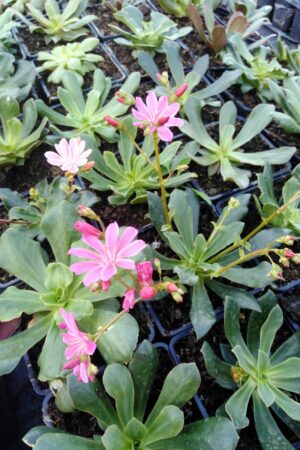 Lewisia cotyledon - Obrázek 2