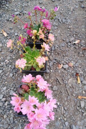 Lewisia cotyledon - Obrázek 5
