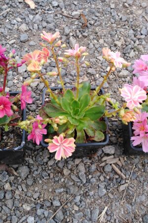 Lewisia cotyledon - Obrázek 3
